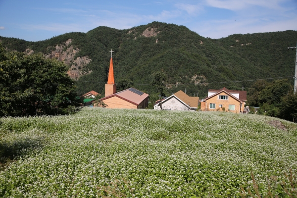메밀꽃전경)충북 보은 구병마을은 메밀꽃축제로 농촌 고유의 가치인 경관과 공동체를 복원했다
