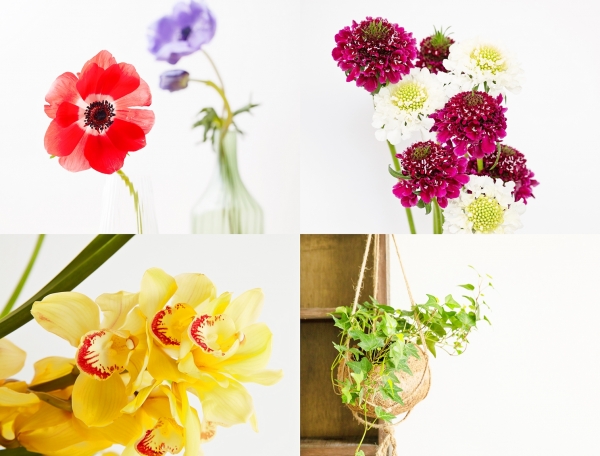 올해의 겨울 꽃과 식물 * 왼쪽 상단부터 시계방향으로 아네모네, 스카비오사, 아이비, 심비디움