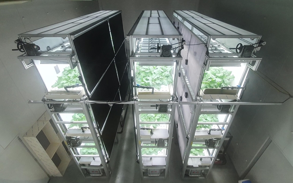 인공광형 식물공장에서 다양한 칼륨 비율의 배양액 조건에서 재배 중인 케일