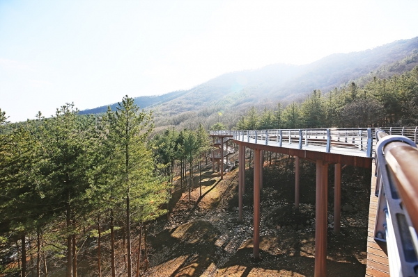 성주산 숲 하늘길 조성 장면