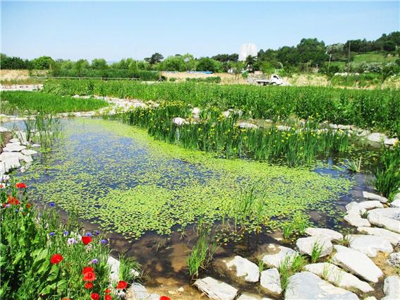 왕포천 생태하천 복원 장면