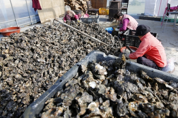 태안군 이원면 굴 양식장에서 삼동어촌계원들이 굴 채취를 하고 있는 모습.