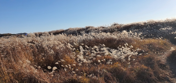 억새군락지 사진