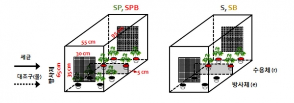 식물 성장 촉진 뿌리 박테리아(PGPR) 처리에 따른 식물 휘발성 물질 신호 전달 분석을 위한 구성.