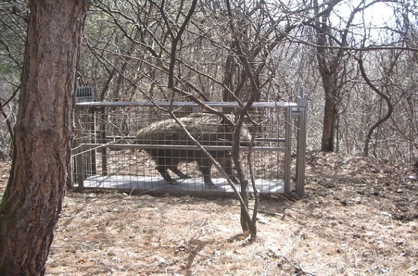 유해야생동물 포획모습