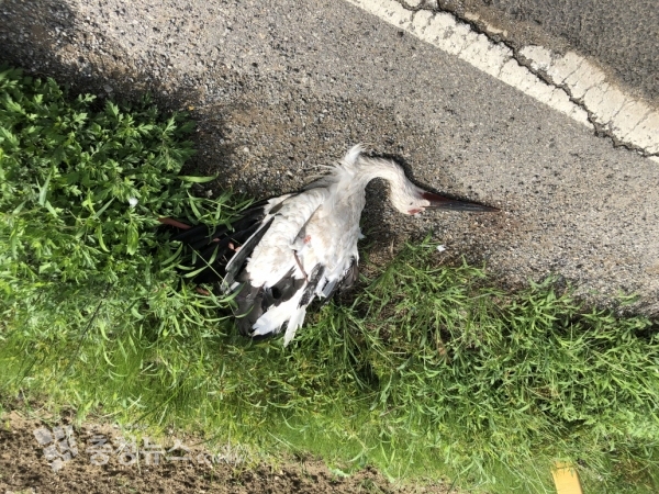 전깃줄 충돌로 폐사한 황새 모습