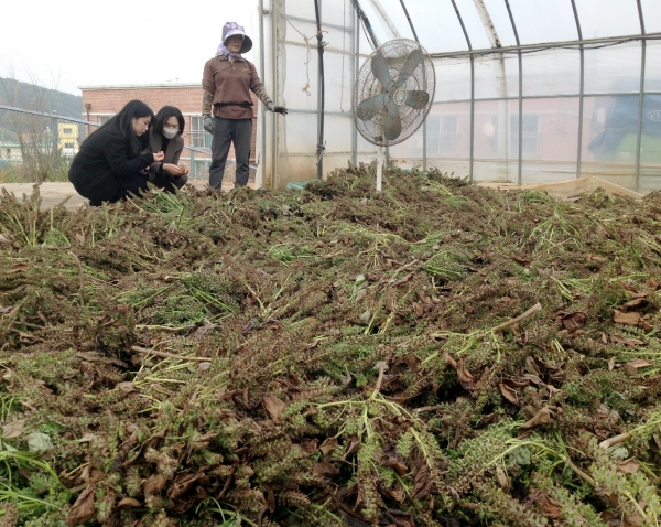 잎들깨 종자 수확 모습