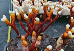 녹각영지 생산 모습