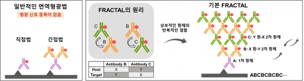 형광 분자가 표지된 상보적인 항체의 반복적인 라벨링을 통한 형광신호 증폭 기술을 보여주는 모식도