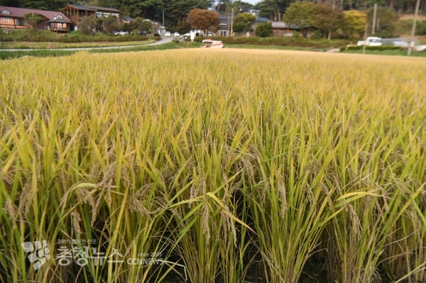 벼수확을 앞둔 홍성군의 한 농가