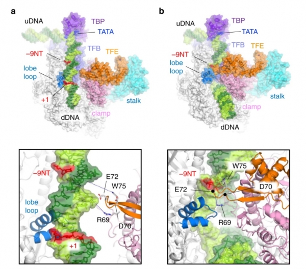 [그림 2] 초저온전자현미경 구조를 기반으로 한 전사복합체 작용 기작