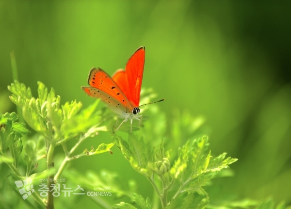 큰주홍부전나비