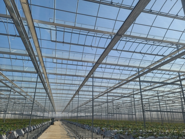 청년창업농 스마트팜 조성,  온실에 식재된 딸기 모종 사진