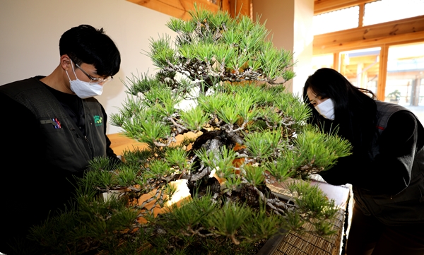 지난 27일 오전 국립세종수목원 직원들이 관람객들에게 선보일 소나무 분재에 대해 잎뽑기, 철사감기 작업을 하고 진행하고 있다
