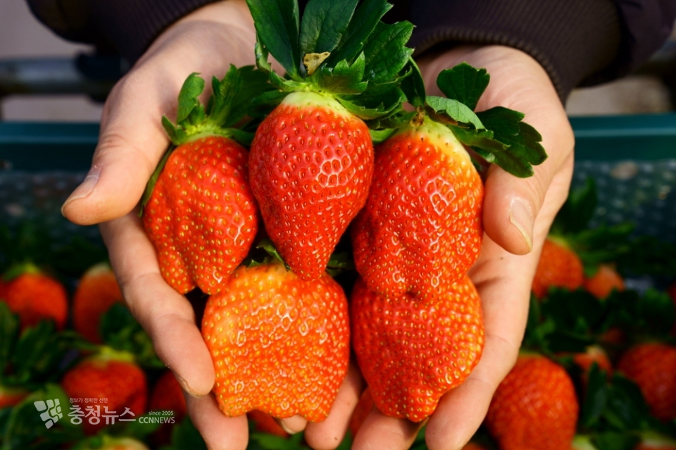 홍성특산물 아리향 딸기