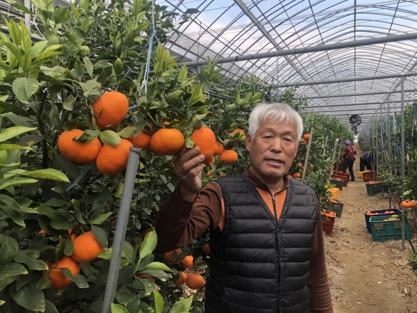 양화면 진성농원, 레드향 생산 모습