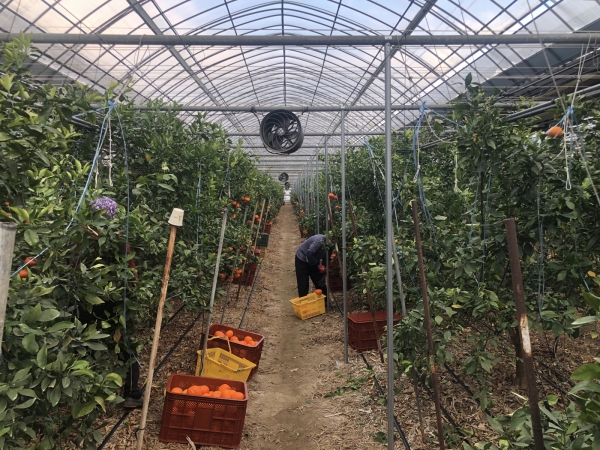 양화면 진성농원, 레드향 생산 개시