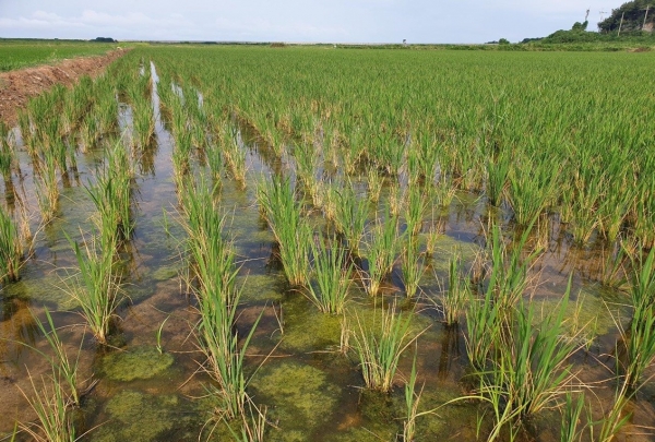 부사호 염해 모습