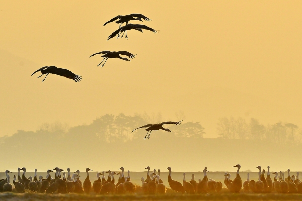 천수만 철새도래지