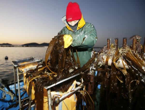 파도리 곰피채취 모습
