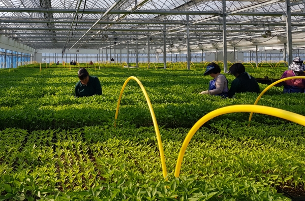 고추 적기파종․육묘관리 방법 홍보