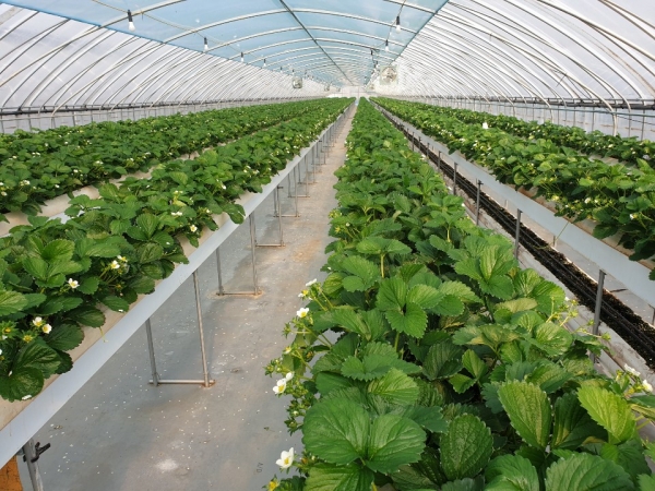 농촌진흥 시범사업 신청 접수