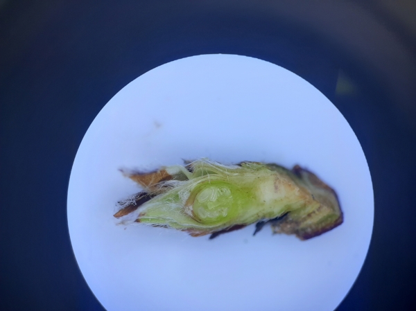 서천군 과수 동해피해 조기판별 기술지원 추진