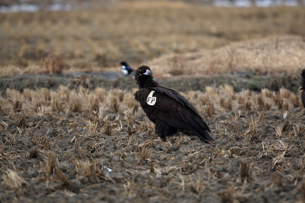 천수만에서 확인된 윙택을 부착한 독수리 사진
