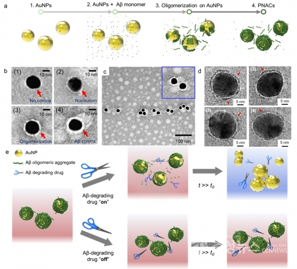 플라즈모닉 나노입자 아밀로이드 코로나 (PNAC)을 이용한 비색법 약물 스크리닝. (a) PNAC의 복합체 형성 과정. (b, c) 형성과정의 TEM 이미지. (d) 약물 처리에 따른 아밀로이드 코로나의 분해 양상 Cryo-TEM 이미지. (e) PNAC을 이용한 비색법 약물 스크리닝.