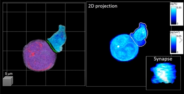 개발된 기술이 적용된 3D 영상. (좌측: 인공지능으로 분석된 3D 비표지 홀로그래피 영상. 보라색 – 타겟 암 세포, 파란색 – CAR-T 세포, 우측: 2차원 누적 영상. 우측 하단: 추출된 IS 영상 정보)