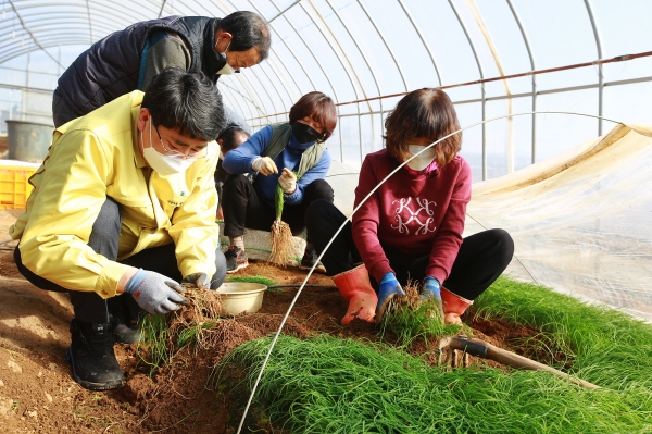 맹정호 서산시장이 29일 음암 달래농가를 방문해 달래를 함께 수확하는 장면