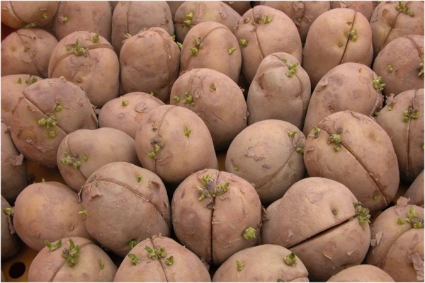 시설재배 봄 감자 적기정식 당부