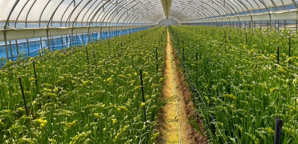 화훼농가 사진(작년 봄 출하전 사진)