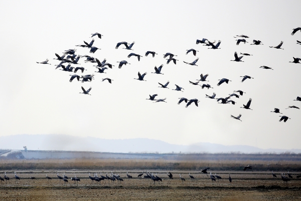 지난 6일 천수만에서 포착된 북상하는 흑두루미 무리 사진