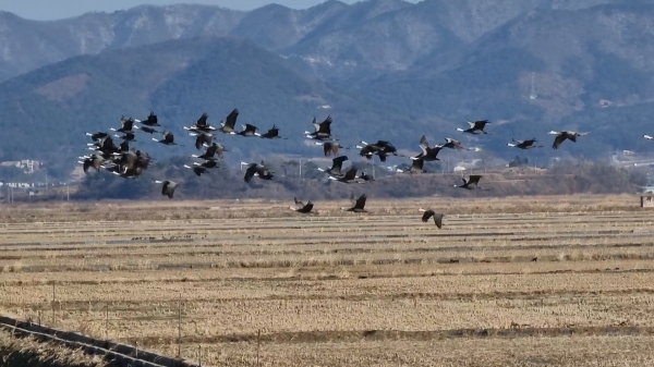 지난 6일 천수만에서 포착된 북상하는 흑두루미 무리 사진