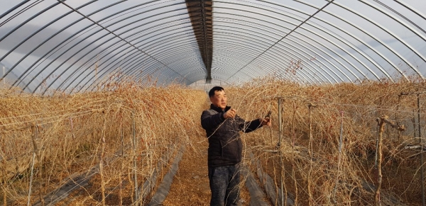 겨울철 구기자 가지치기․관리기술 전파