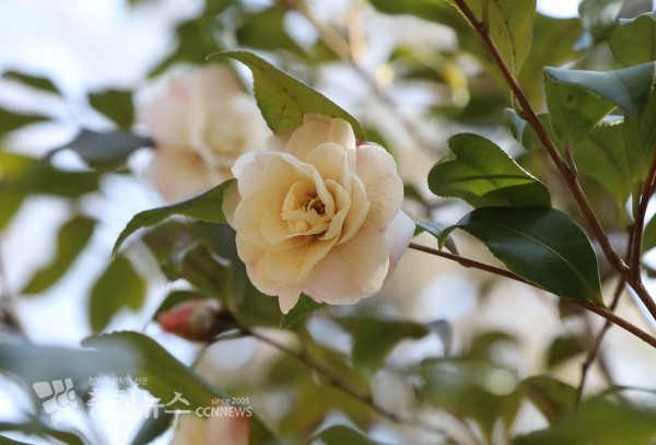 버날리스동백 _스타 어보브 스타_ Camellia × vernalis _Star above Star