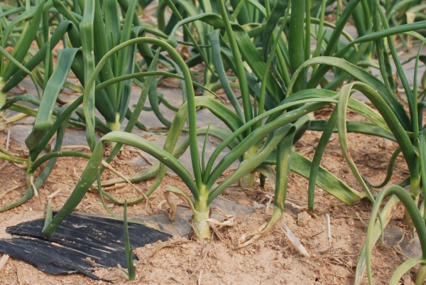 마늘․양파 등 양념채소 관리요령 홍보-노균병