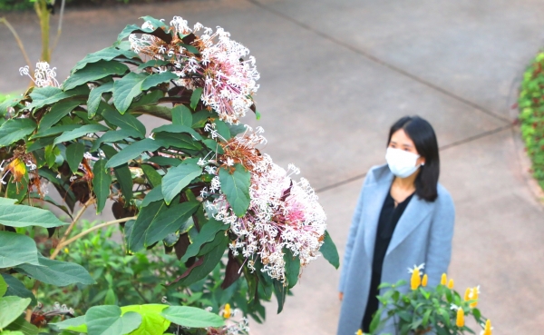 관람객이 사계절전시온실 열대온실에 있는 개화한 연화수를 바라보고 있다.