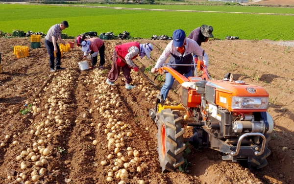 남면 원청리 한 농가에서 경운기 부착용 수확기를 이용해 감자를 수확하고 있는 모습.