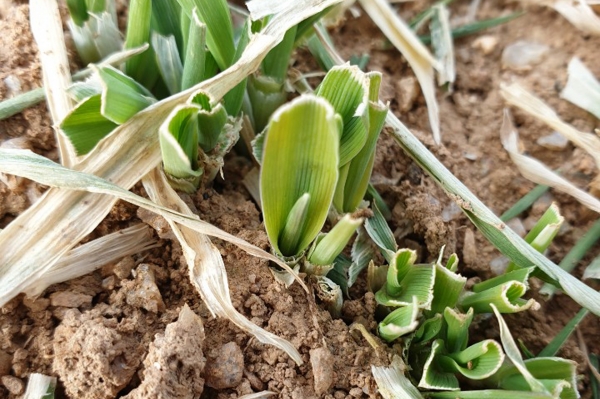 맥류 생육재생기 웃거름 주기 홍보