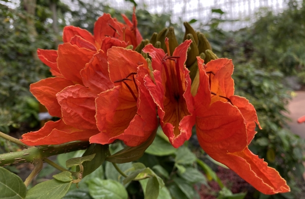 아프리카튤립나무.