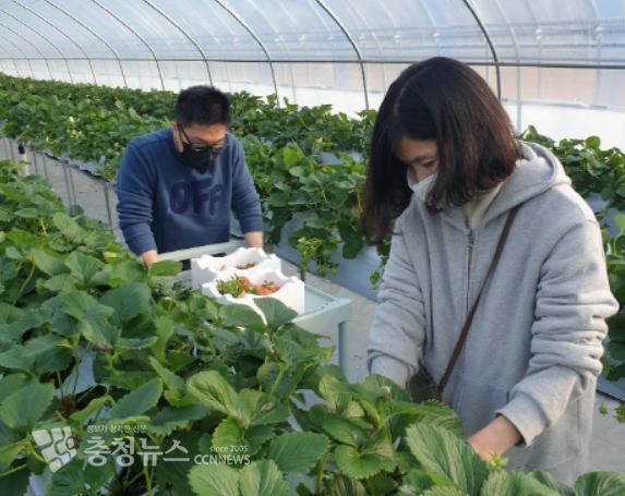 산돌팜 발달장애인들이 특대품 딸기를 수확하고 있다.