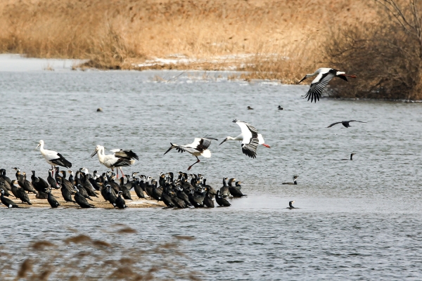 황새 옆 검은색 새(민물가마우지)