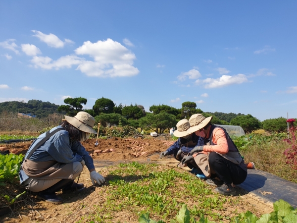 도시농업 프로그램 개설 (지난해 실습 모습)