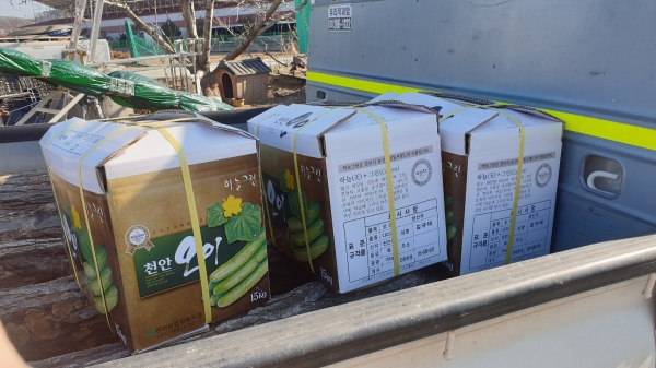 본격적인 출하 예정인 천안 ‘하늘그린오이’