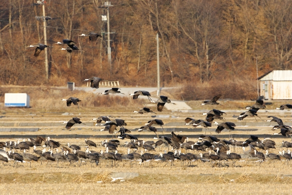 천수만에서 확인된 흑두루미