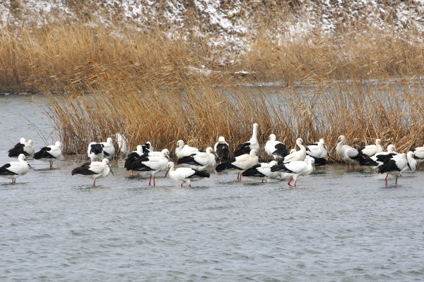 천수만에서 확인된 황새 무리