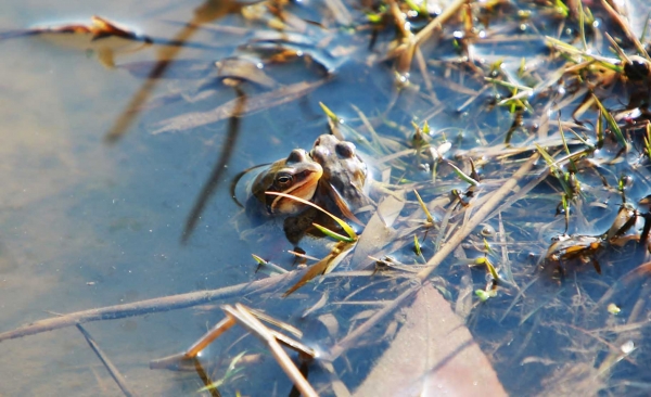 개구리가 겨울잠에서 깨 머리를 뻐금 내미는 장면