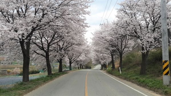 지난해 북면 만개한 벚꽃사진